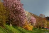 001 Colori primaverili -  Lago del Salto I - RI.jpg